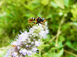 Abrachyglossum capitatum