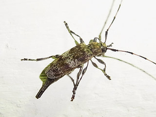 Acanthocinus griseus