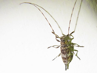 Acanthocinus griseus