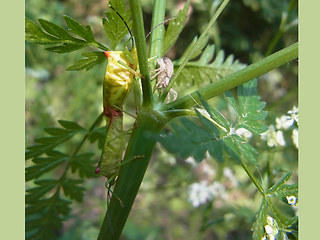 Acanthosoma haemorrhoidale