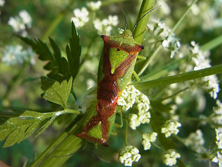 Acanthosoma haemorrhoidale