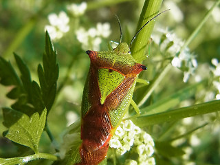 Acanthosoma haemorrhoidale