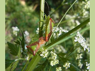 Acanthosoma haemorrhoidale