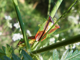 Acanthosoma haemorrhoidale