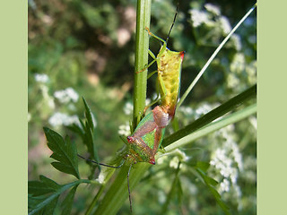 Acanthosoma haemorrhoidale