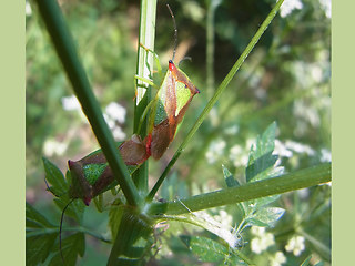 Acanthosoma haemorrhoidale