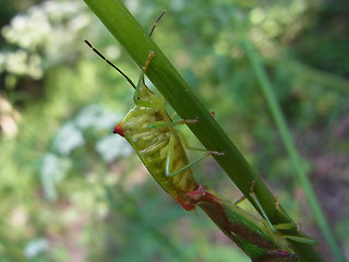 Acanthosoma haemorrhoidale