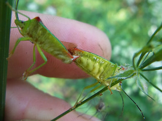 Acanthosoma haemorrhoidale