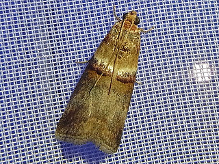 Acrobasis tumidana'