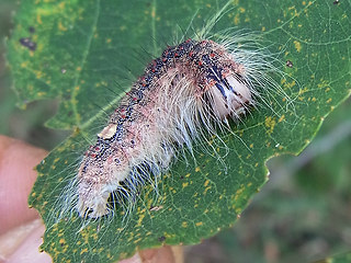 Acronicta megacephala