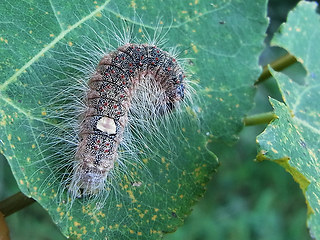 Acronicta megacephala