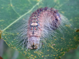 Acronicta megacephala