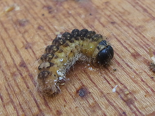 Acronicta megacephala