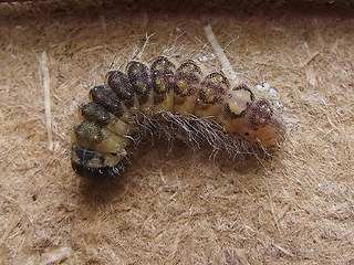 Acronicta megacephala