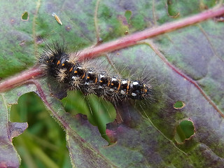 Acronicta rumicis