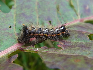 Acronicta rumicis