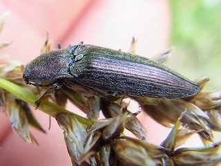 Actenicerus sjaelandicus