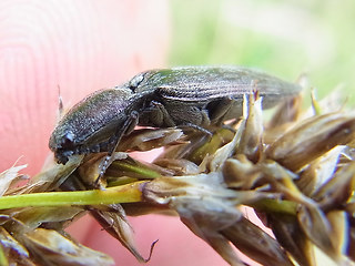 Actenicerus sjaelandicus