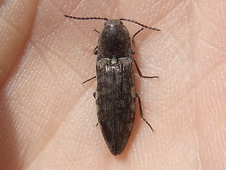 Actenicerus sjaelandicus