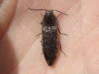 Actenicerus sjaelandicus