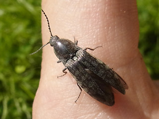 Actenicerus sjaelandicus