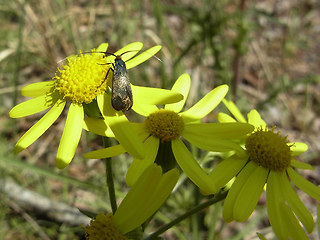 Adela reaumurella