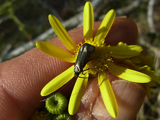 Adela reaumurella