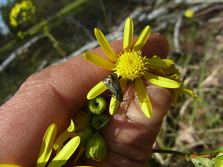 Adela reaumurella