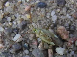 Adelphocoris lineolatus