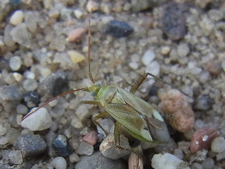 Adelphocoris lineolatus