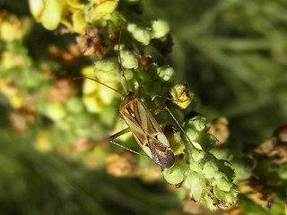 Adelphocoris lineolatus