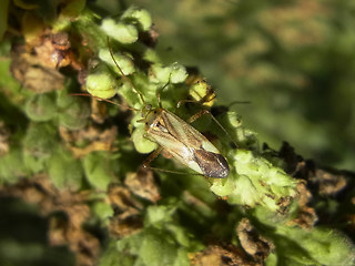 Adelphocoris lineolatus