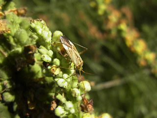 Adelphocoris lineolatus