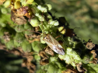 Adelphocoris lineolatus