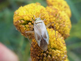 Adelphocoris lineolatus