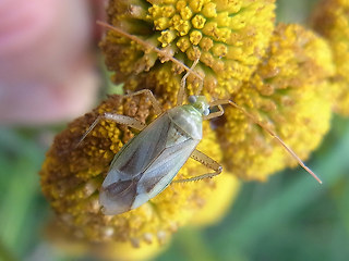 Adelphocoris lineolatus