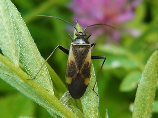 Adelphocoris seticornis