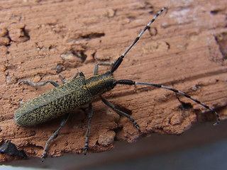 Agapanthia villosoviridescens