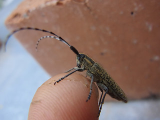 Agapanthia villosoviridescens