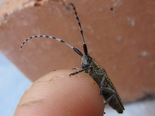 Agapanthia villosoviridescens