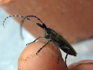 Agapanthia villosoviridescens