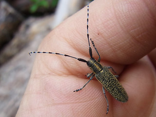 Agapanthia villosoviridescens