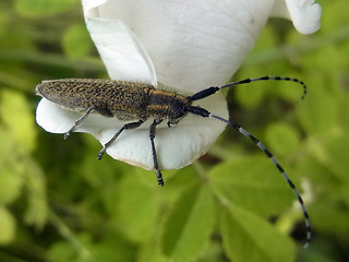 Agapanthia villosoviridescens