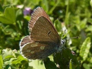 Agriades orbitulus