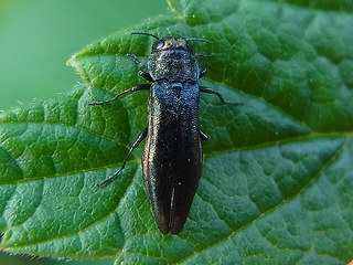 Agrilus cyanescens