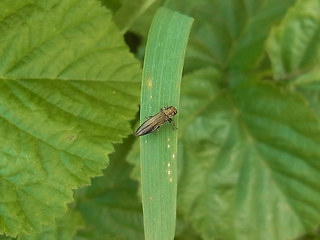 Agrilus viridis