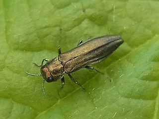 Agrilus viridis