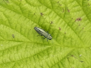 Agrilus viridis