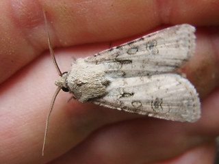 Agrotis segetum