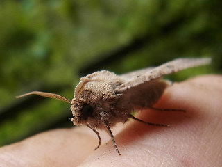 Agrotis segetum